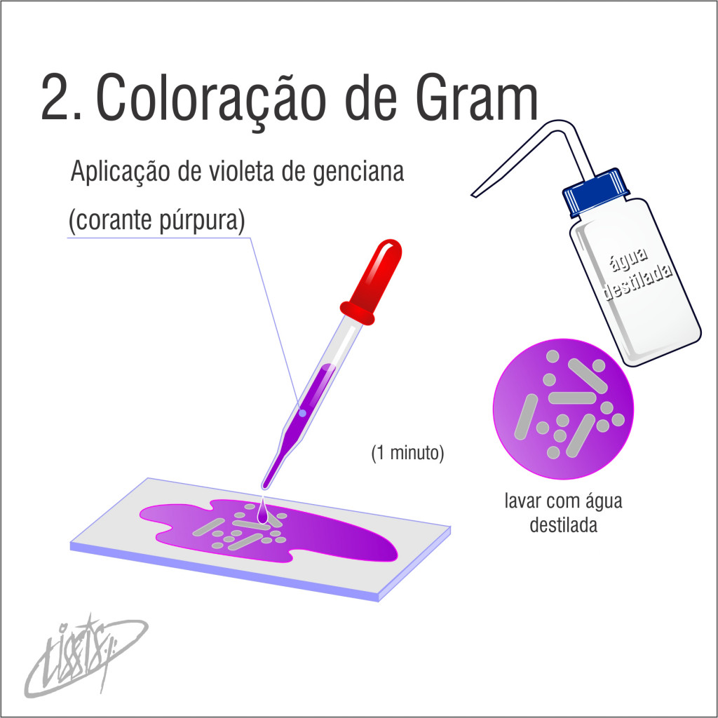 Coloração de Gram