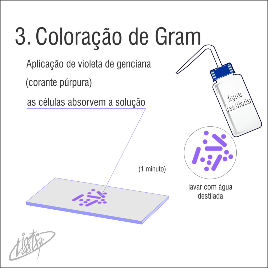 Coloração de Gram