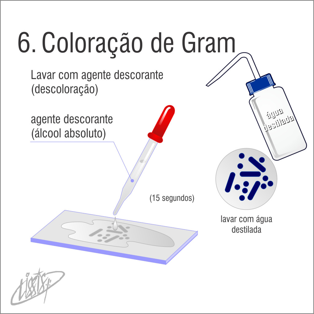 Coloração de Gram