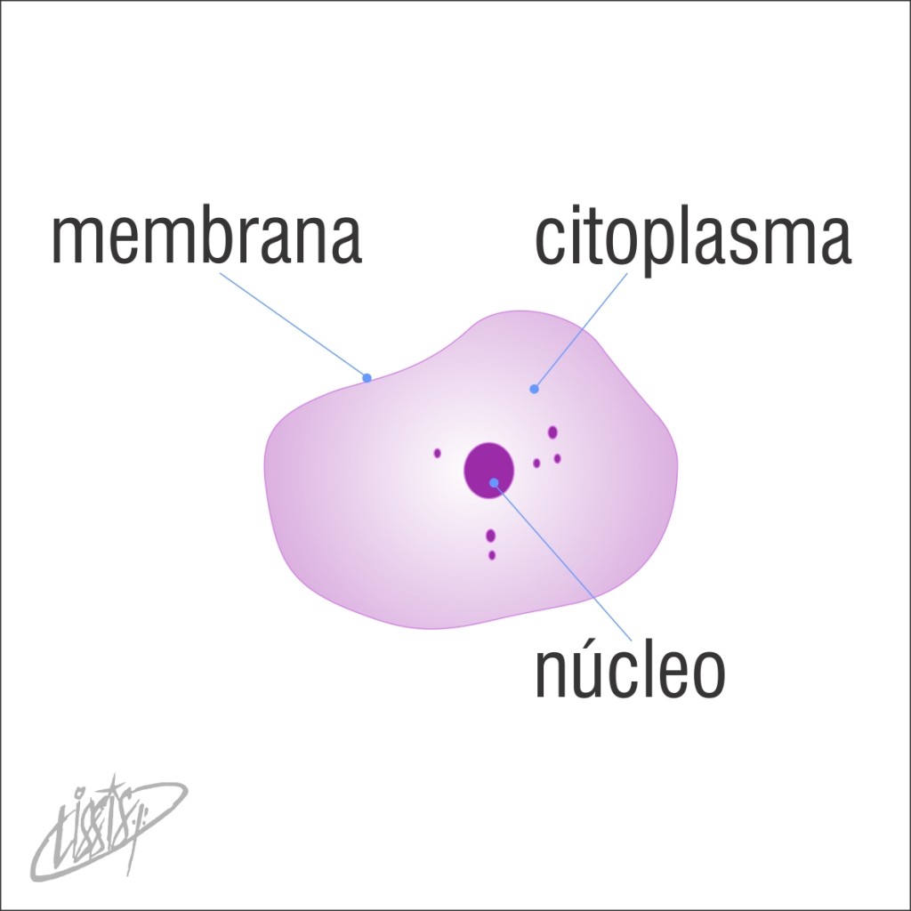 celula mucosa bucal