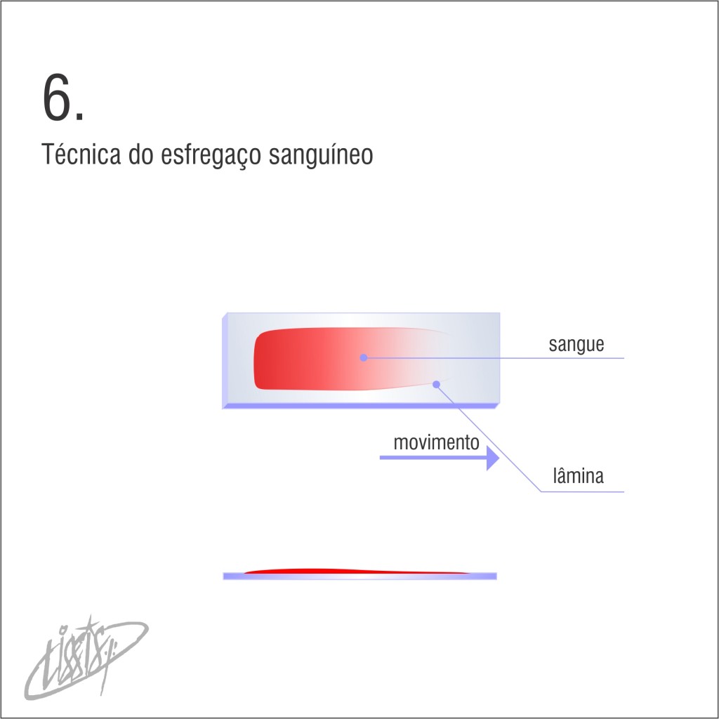 técnica de esfregaço 06