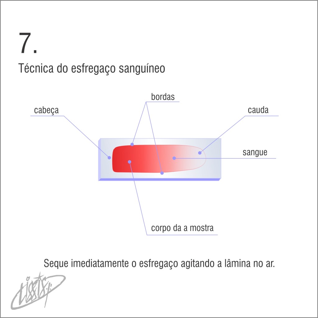 técnica de esfregaço 07