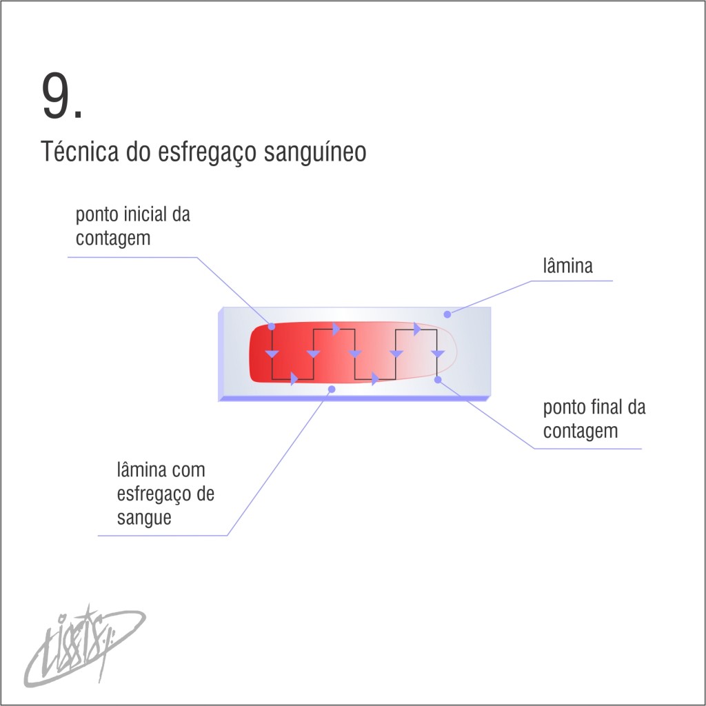 técnica de esfregaço 09