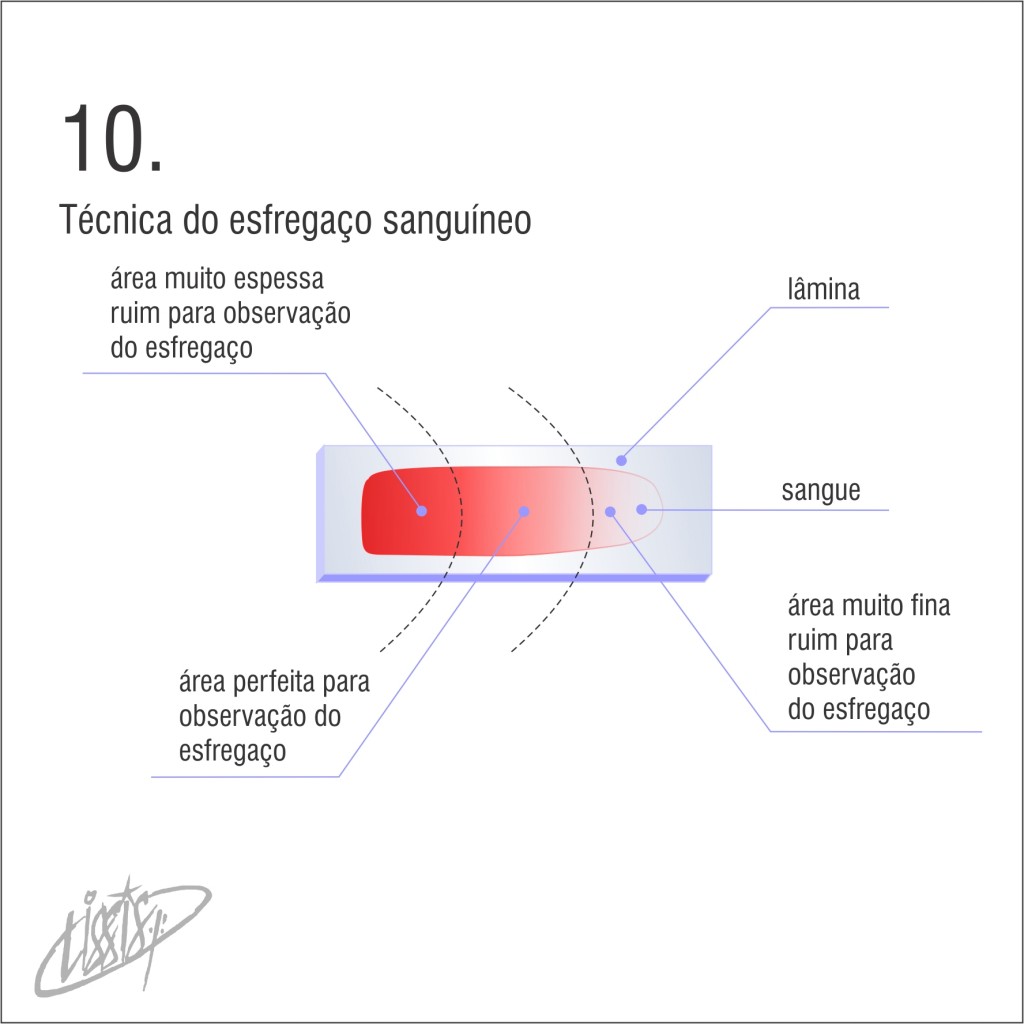 técnica de esfregaço 10