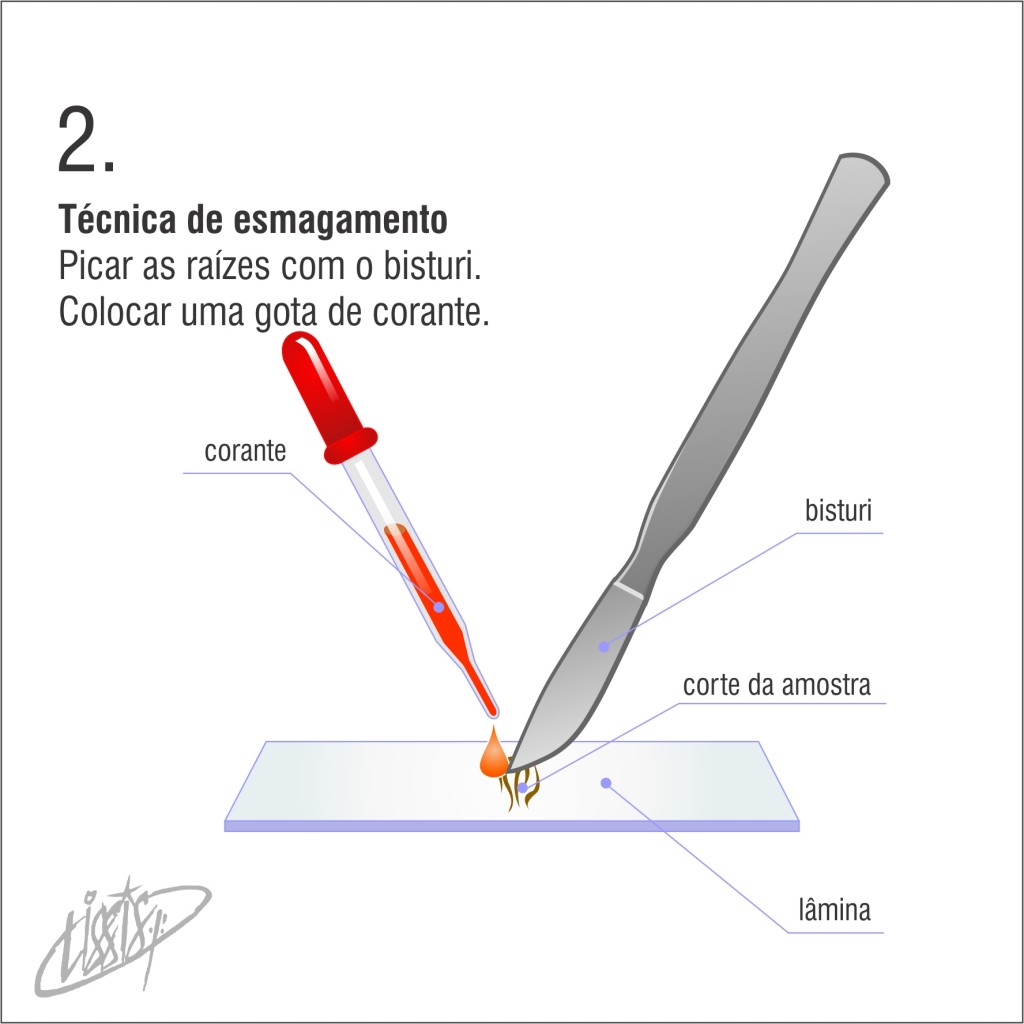 técnica de esmagamento 02