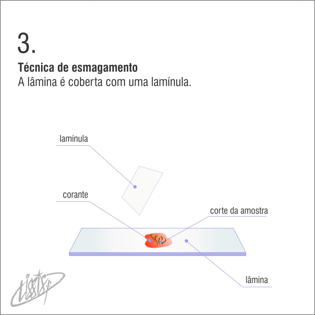 técnica de esmagamento 03